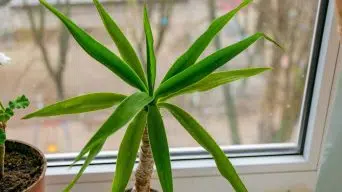 Dracaena leaves with white spots