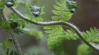 Fern leaves with white spots