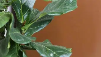 Ficus Leaves with White Spots