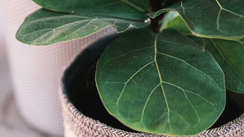 Fiddle Leaf Fig Plant with White Spots