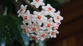 Hoya Leaves with White Spots