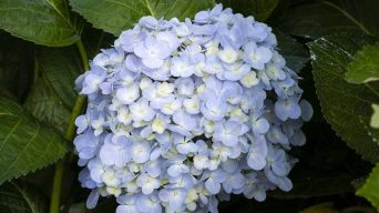 Hydrangea Leaves with White Spots