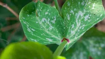 Indoor Plants with White Spots