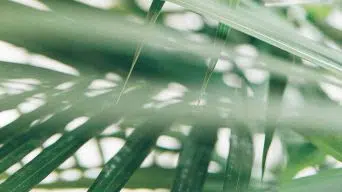 Majesty Palm Leaves with White Spots