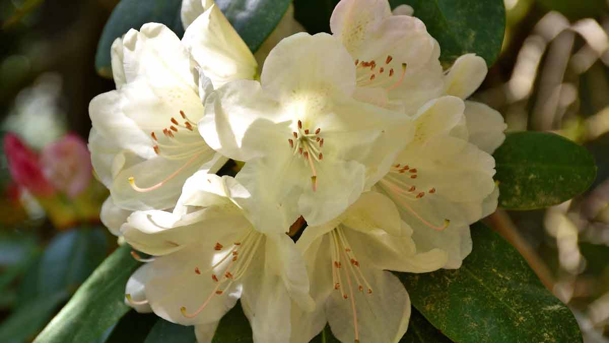 Rhododendron Leaves with White Spots