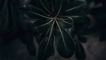 Schefflera Leaves with White Spots