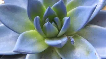 Succulents with White Spots 