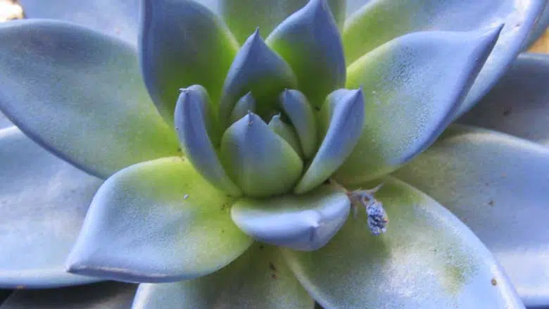 Succulents with White Spots 