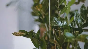 ZZ Plant with White Spots