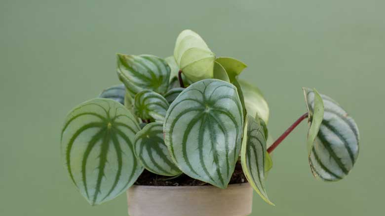 Peperomia Drooping Leaves