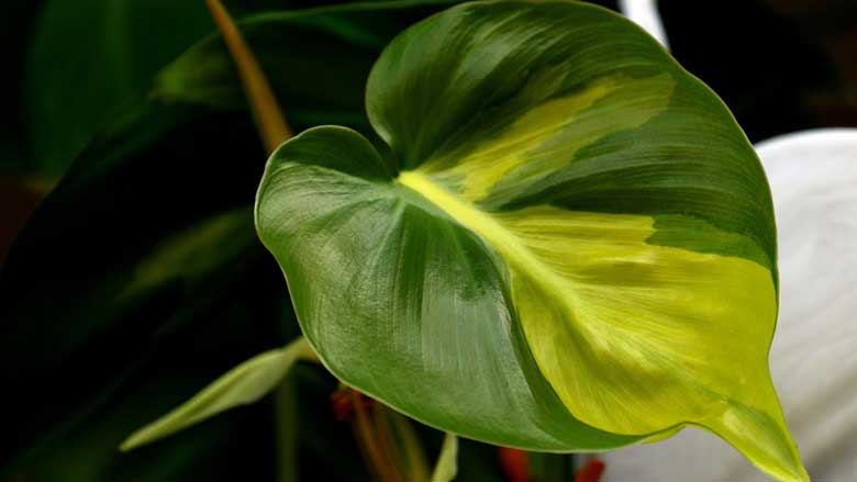 Philodendron Yellow Leaves