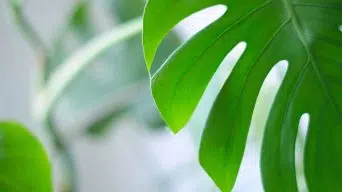 Monstera Leaves with Holes