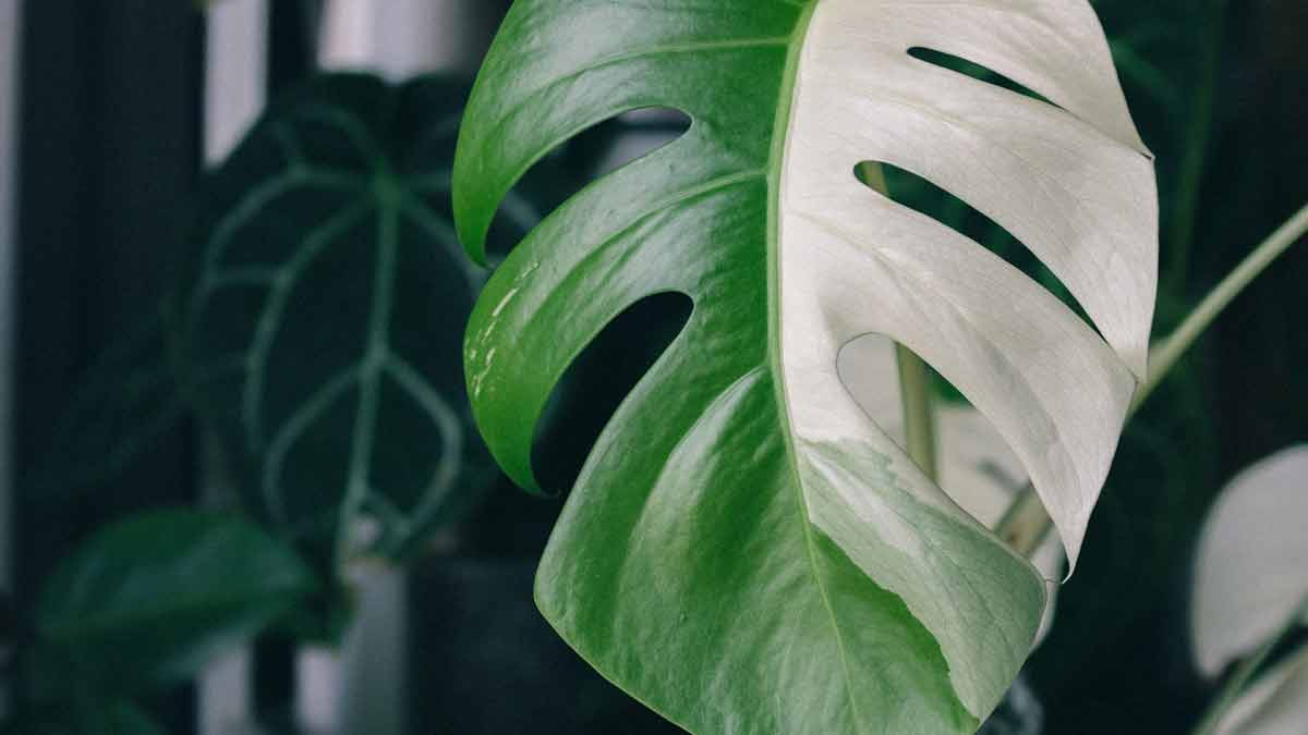 The Expensive Monstera Albo