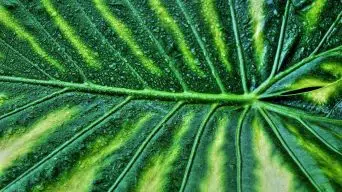 Alocasia Leaves are Dripping Water