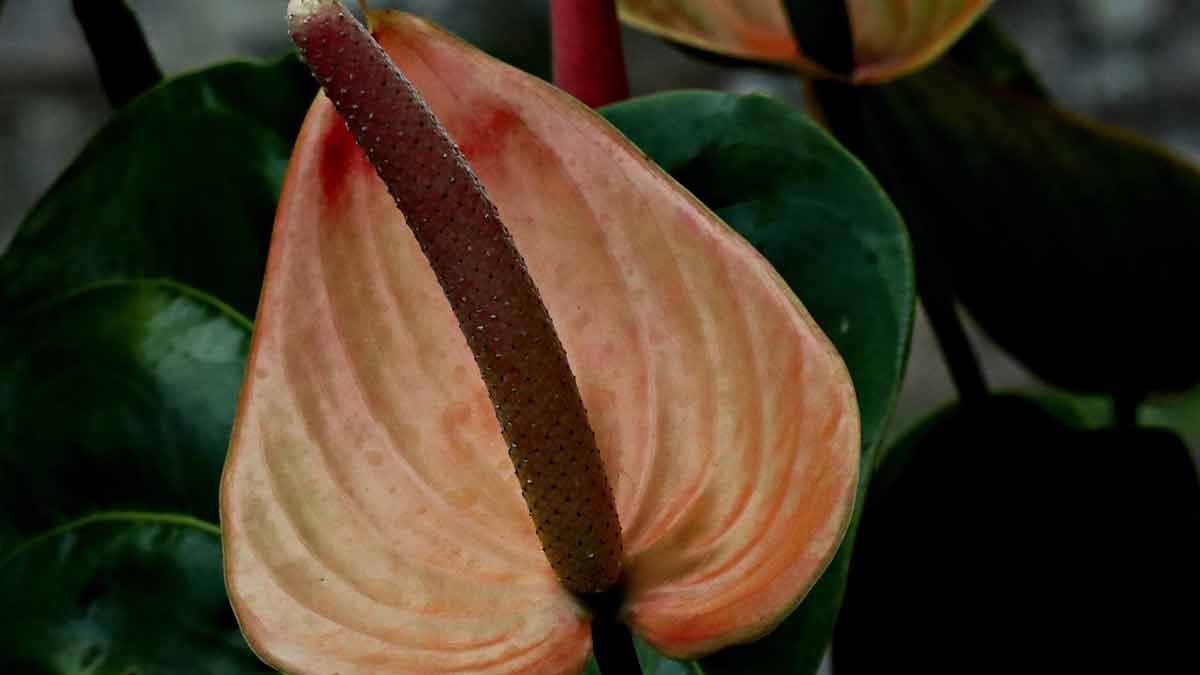 Brown Anthurium Flower