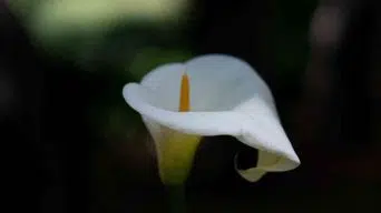 Calla Lily Leaves are Dripping Water