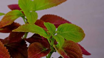 A Coleus that turns Green