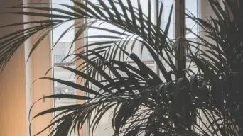 A drooping Indoor palm