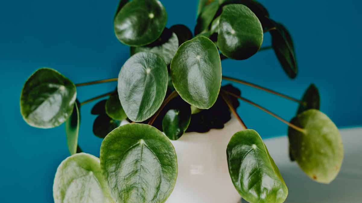 A Drooping Pilea Plant