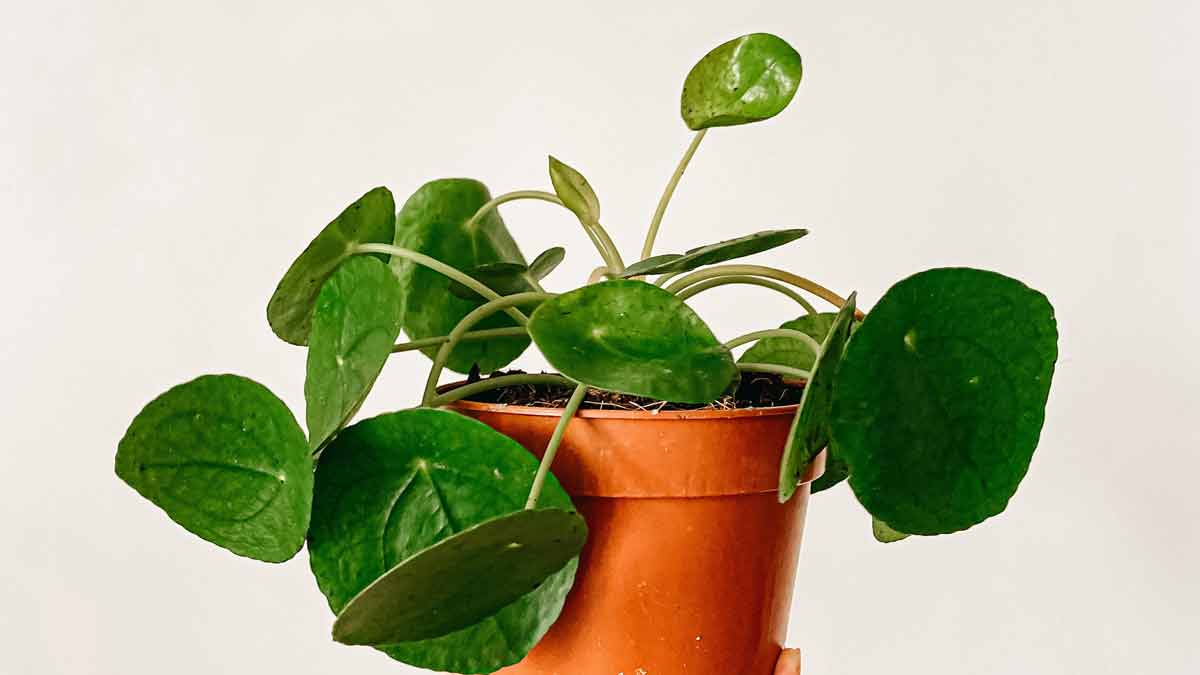A Dying Pilea Plant