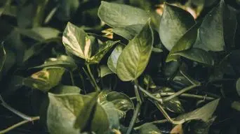 Pothos Browning Leaves