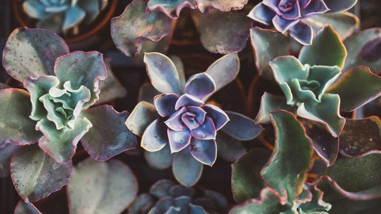 A Dying Succulent Plant