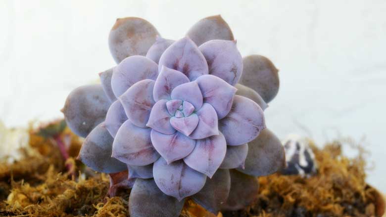 A Purple Succulent