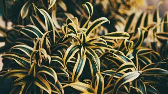 Dracaena leaves with yellow spots