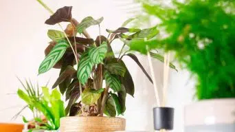 Zebra Plant Indoor Care