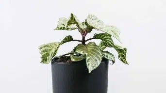 Zebra Plant Curling Leaves