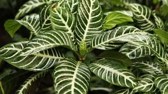 Zebra Plant Drooping Leaves