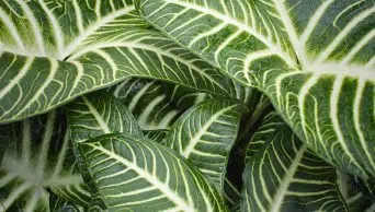 Zebra Plant Leaves Dropping