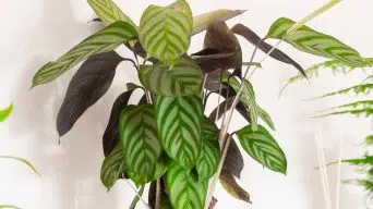 Zebra Plant Brown Leaves