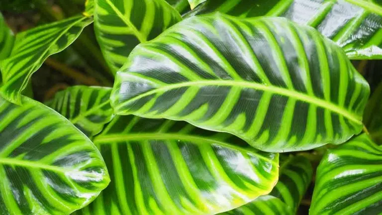 Why Are My Zebra Plant Leaves Falling Off? (& How To Fix It)