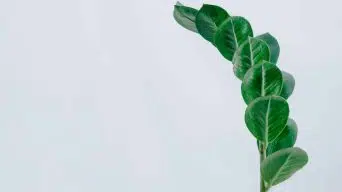 ZZ Plant Leaves Dropping