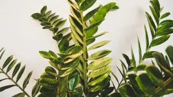 ZZ Plant Yellowing Leaves